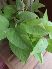 Epipremnum aureum