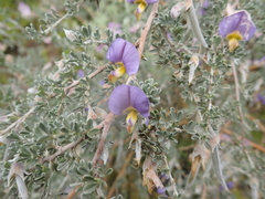 Lotononis sericophylla