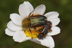 Pygopleurus humeralis