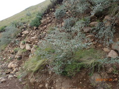 Lotononis sericophylla