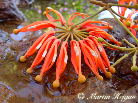 Stenocarpus