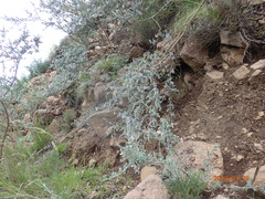 Lotononis sericophylla