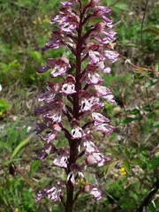 Orchis × hybrida
