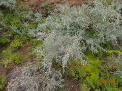 Lotononis sericophylla