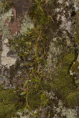 Dendrobium pugioniforme