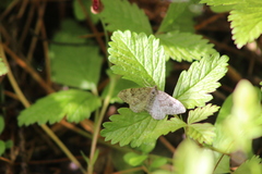 Xanthorhoe annotinata