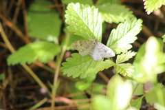 Xanthorhoe annotinata