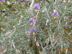 Lotononis sericophylla