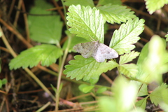 Xanthorhoe annotinata