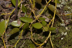 Dendrobium pugioniforme