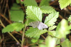 Xanthorhoe annotinata