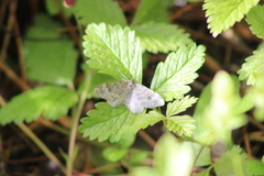 Xanthorhoe annotinata