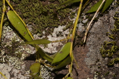 Dendrobium pugioniforme