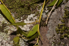 Dendrobium pugioniforme