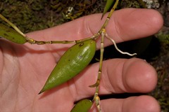 Dendrobium pugioniforme