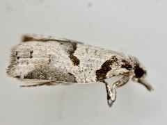 Harmologa amplexana