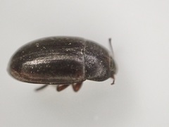 Archeocrypticus topali