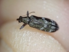 Rhicnobelus metallicus