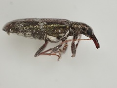 Rhicnobelus metallicus