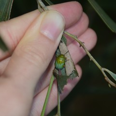 Calomela pallida