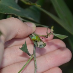 Calomela pallida