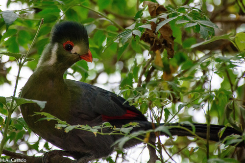 White-cheeked Turaco