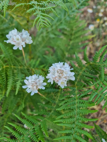 Armeria canescens, photograph 6