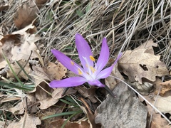 Colchicum bulbocodium