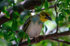 Ploceus cucullatus