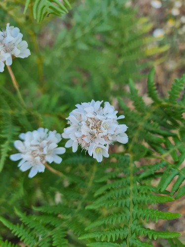 Armeria canescens, photograph 5