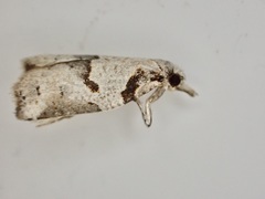 Harmologa amplexana
