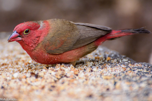 Red-billed Firefinch
