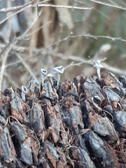 Banksiamyces macrocarpus
