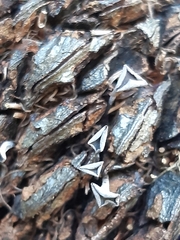 Banksiamyces macrocarpus