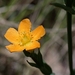 Small St John's Wort - Photo (c) Boobook48, some rights reserved (CC BY-NC-SA)