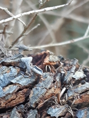 Banksiamyces macrocarpus