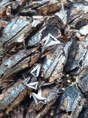 Banksiamyces macrocarpus