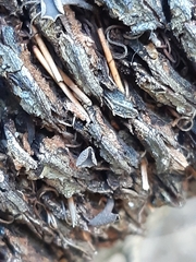 Banksiamyces macrocarpus