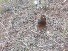 Hypolimnas bolina