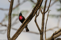 Chalcomitra senegalensis