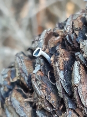 Banksiamyces macrocarpus