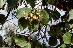 Cordia africana