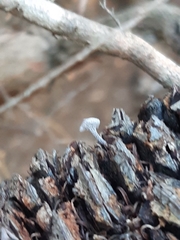 Banksiamyces macrocarpus