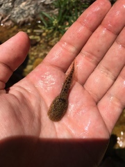 Heleophryne purcelli