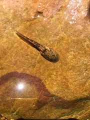 Heleophryne purcelli