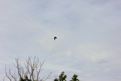 Corvus