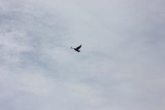 Corvus