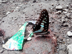 Graphium doson