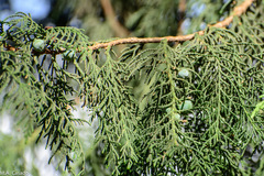 Juniperus procera