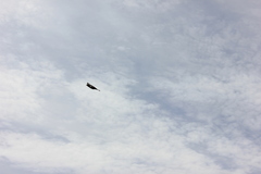 Corvus